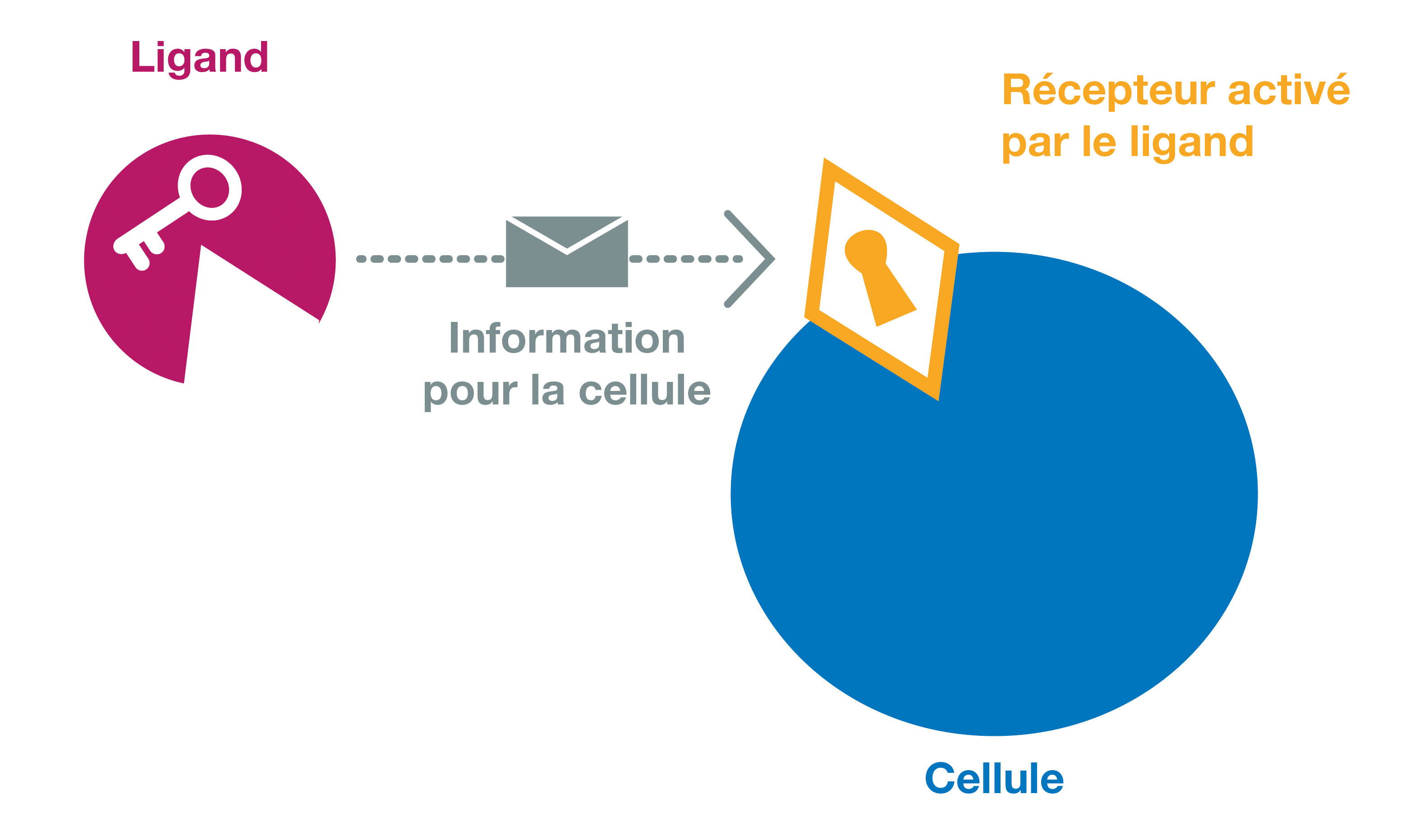 Synergie Lyon Cancer : les récepteurs à dépendance, recherche sur le cancer